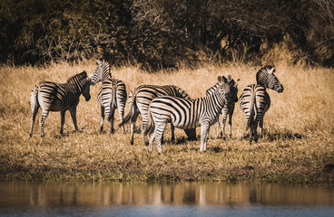 Obraz premium Herd of zebras in the African savannah