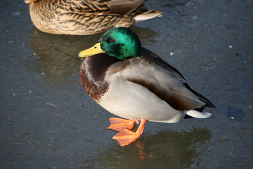 barwny świat zwierząt