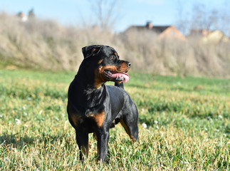rottweiler