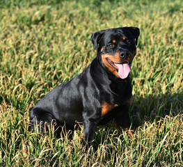 rottweiler