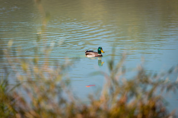 Male duck is swimming in a river, blue water and blurry copse