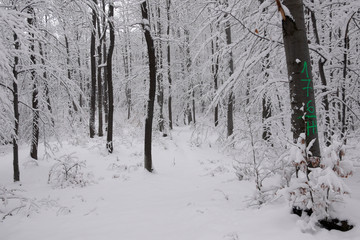 Snowy winter forest. Wet snow is clinging to the branches of the trees. Beautiful white winter fairy tale.