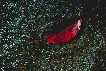 The image of red leaves under the water flowing through Natural concept With copy space