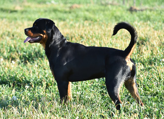 rottweiler in the green field