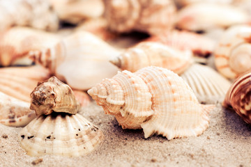 Fototapeta na wymiar Seashells on the sand, summer beach background, travel concept .