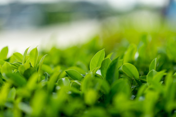 Top green tea leaves of soft tea leaves Nature travel ideas With copy space
