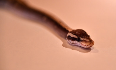 snake