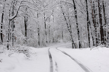 Snowy winter forest. Wet snow is clinging to the branches of the trees. Beautiful white winter fairy tale. Car tracks in the snow.