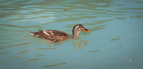 Female duck is swimming in a river, blue water and blurry copse