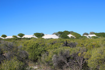 Fototapeta na wymiar Vegetation on shifting sand dunes in Nambung National Park, Western Australia