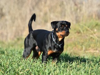 rottweiler