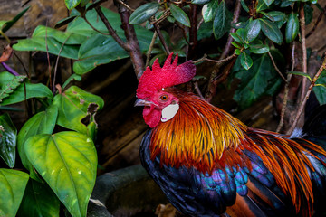 The beauty of cock