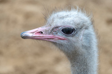 Ostrich bird head and neck side portrait outside