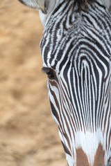 Close up of a zebra eye and head outside