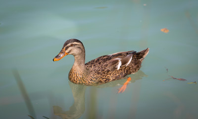 Fototapeta premium Female duck is swimming in a river, blue water and blurry copse
