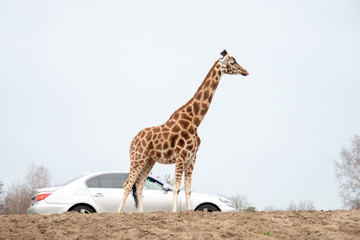 Giraffe in a man made safari with a white car in the background - The Netherlands