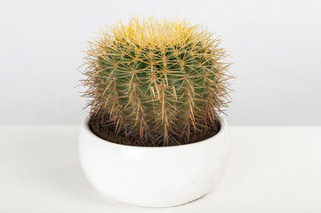 Yellow Green Cactus in a white pot on a white table