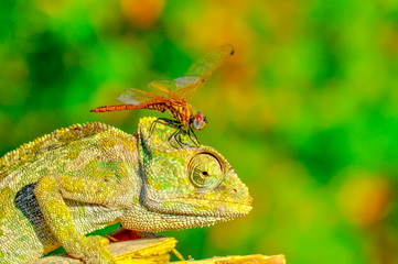 Macro shots, Beautiful nature scene green chameleon