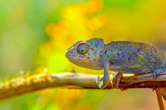 Macro shots, Beautiful nature scene green chameleon