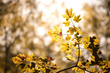 Orange maple leaves in a forest in Austria, autumn sun