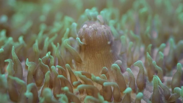 Closeup of Short tentacle plate coral (Cycloseris tenuis). Macro 1:1, underwater shot