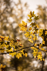 Orange maple leaves in a forest in Austria, autumn sun