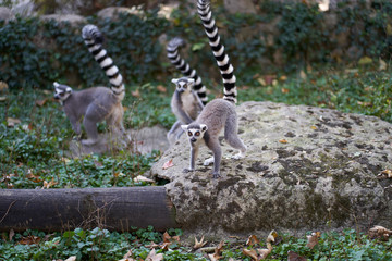 Obraz premium Lemur in the park