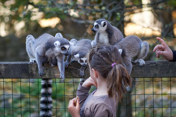 Feeding and petting lemurs in the zoo - 248314871
