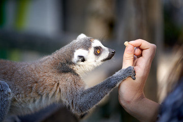 Feeding and petting lemurs in the zoo © Vista Photo