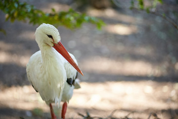 Stork in the park