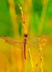 Macro shots, Beautiful nature scene dragonfly. 