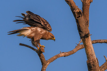 Tawny Eagle perched above the Serengeti