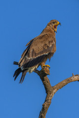 Tawny Eagle perched above the Serengeti