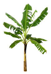Banana tree isolated on white background with clipping paths for garden design.