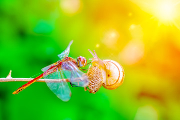 Macro shots, Beautiful nature scene dragonfly and snail.