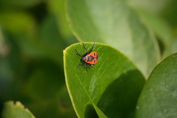 Beetle on green leaf