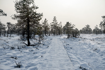 walking trail through the bog in Kemeri National Park, Latvia.