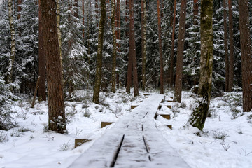 Fototapeta premium walking trail through the bog in Kemeri National Park, Latvia.