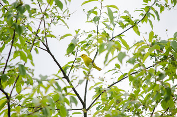 Yellow Warbler in a Tree