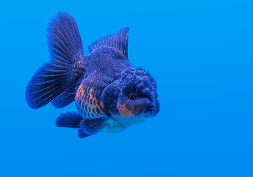 Blue oranda best sale goldfish