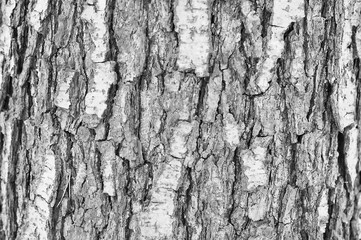 Pine bark background
