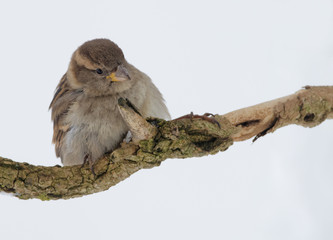 moineau juvénile