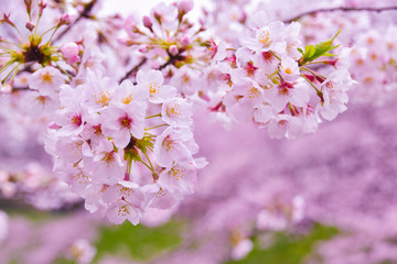 Japan's amazing landscape for wallpaper. Pastel pink / white cherry blossoms (sakura) blooming in spring in bright sunny day with blue sky