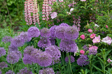 Pink Lupins and Purple Allium Growing in an English Garden Border with Wild Pink Roses