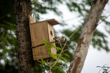 The Bali myna (Leucopsar rothschildi), also known as Rothschild's mynah, Bali starling, or Bali mynah, locally known as jalak Bali