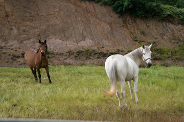 horses on the grassland