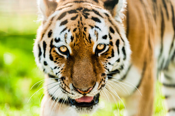 An Amur Tiger which is the largest and lightest coloured of the tiger sub-species and the largest cats in the world	