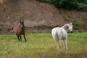 horses on the grassland