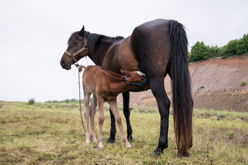 Grazing horse and foal