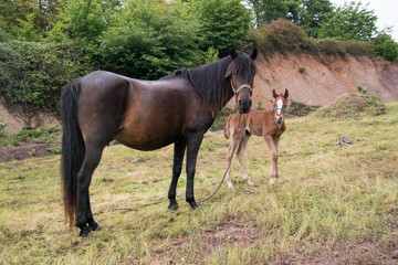 Grazing horse and foal